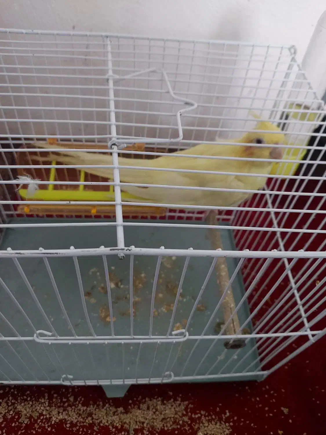 عروس هلندی. قفس|پرنده|سرخنکلاته, |دیوار