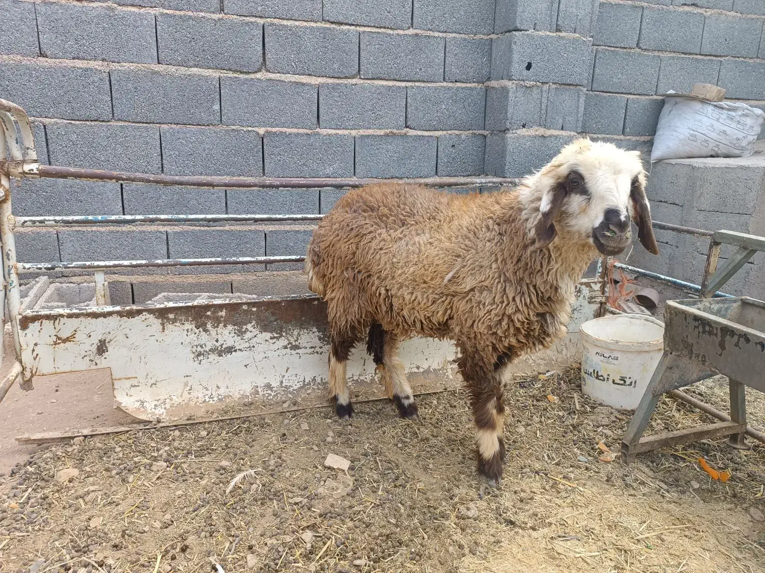 بره ماده ترکی|حیوانات مزرعه|نجفآباد, جلال آباد|دیوار