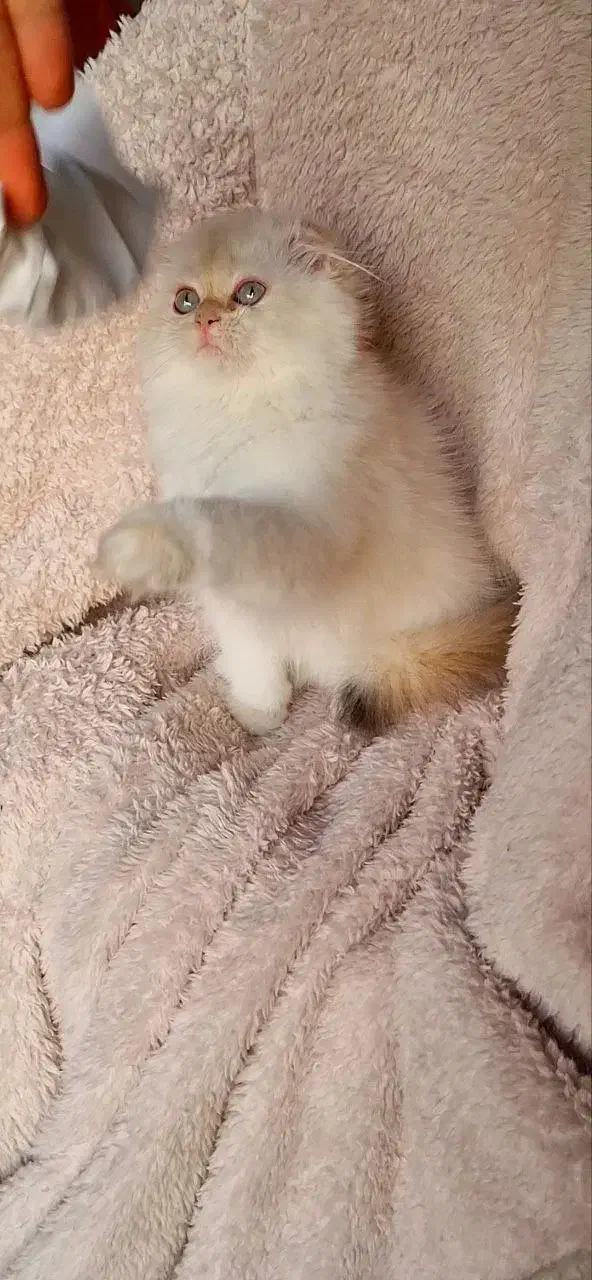 گربه بریتیش ns12فولدلانگ هیر|گربه|تهران, سعادتآباد|دیوار