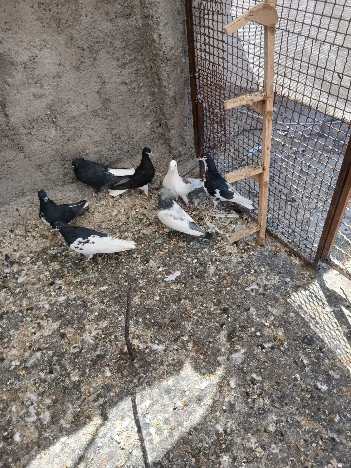 کفتر بهبونی شهری پرشی|پرنده|شیراز, سعدیه شمالی|دیوار