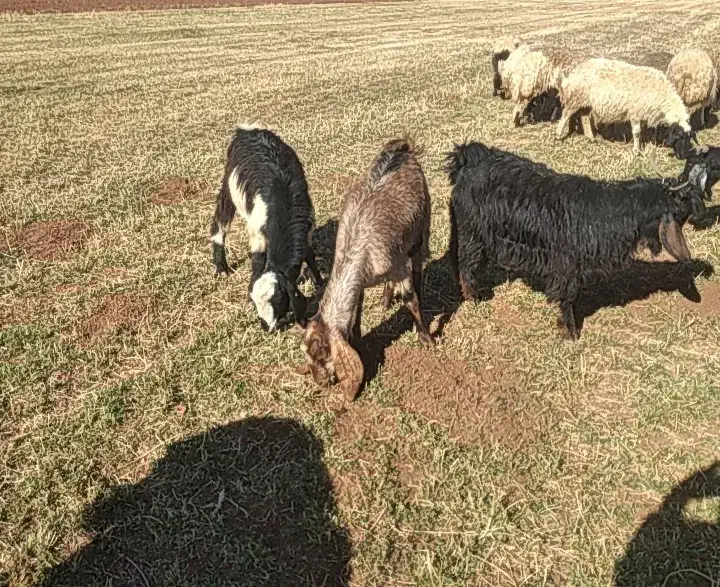 ۷عددبز جوان شیره دار|حیوانات مزرعه|فیروزآباد, |دیوار