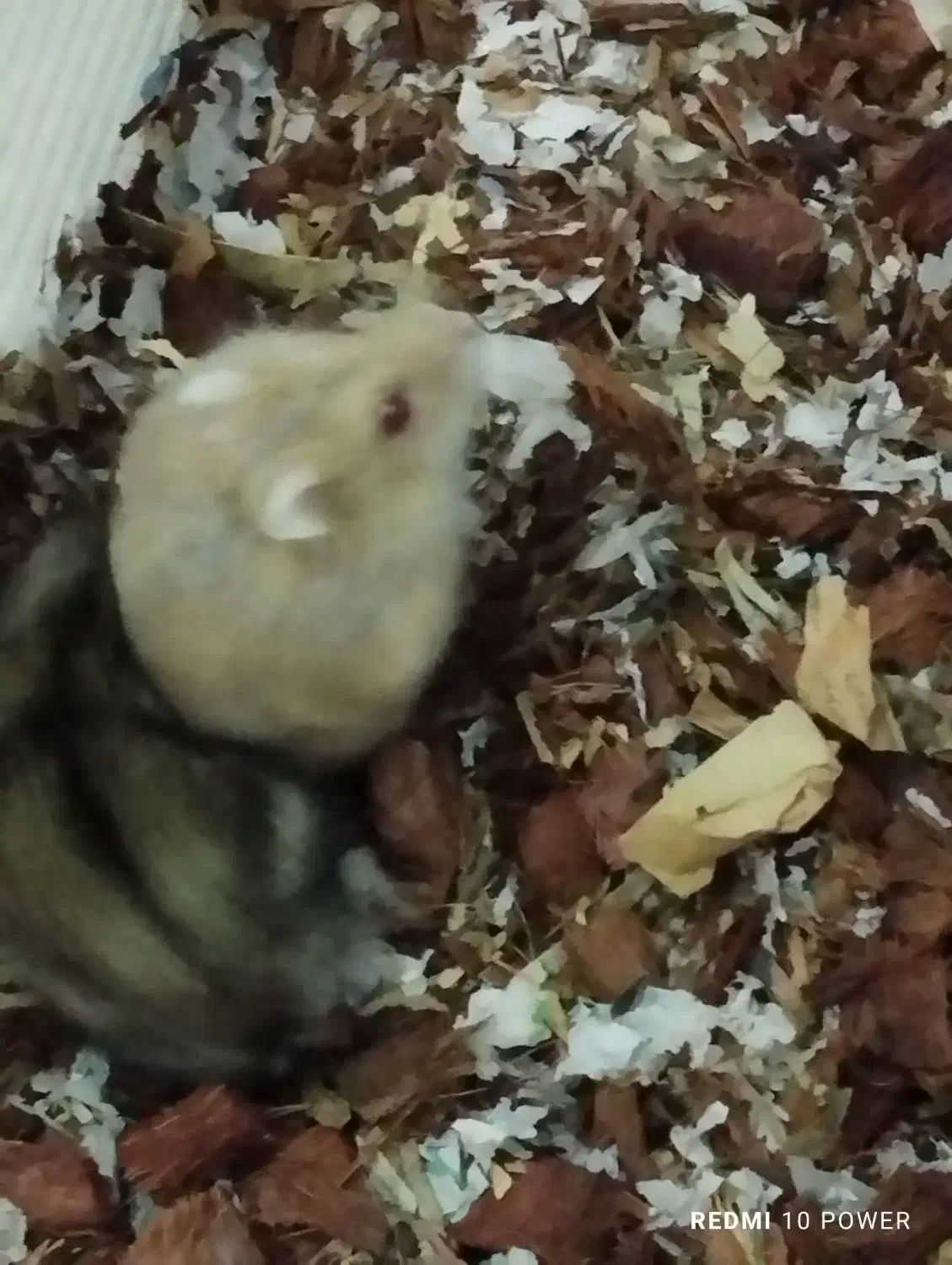 همستر کمپل|موش و خرگوش|تهران, جیحون|دیوار