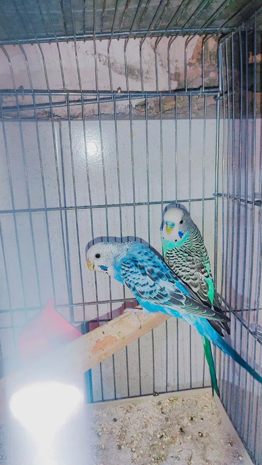 انواع مرغ عشق نژاد و درجه یک جوجه و بالغ جفت وتک|پرنده|سیرجان, |دیوار