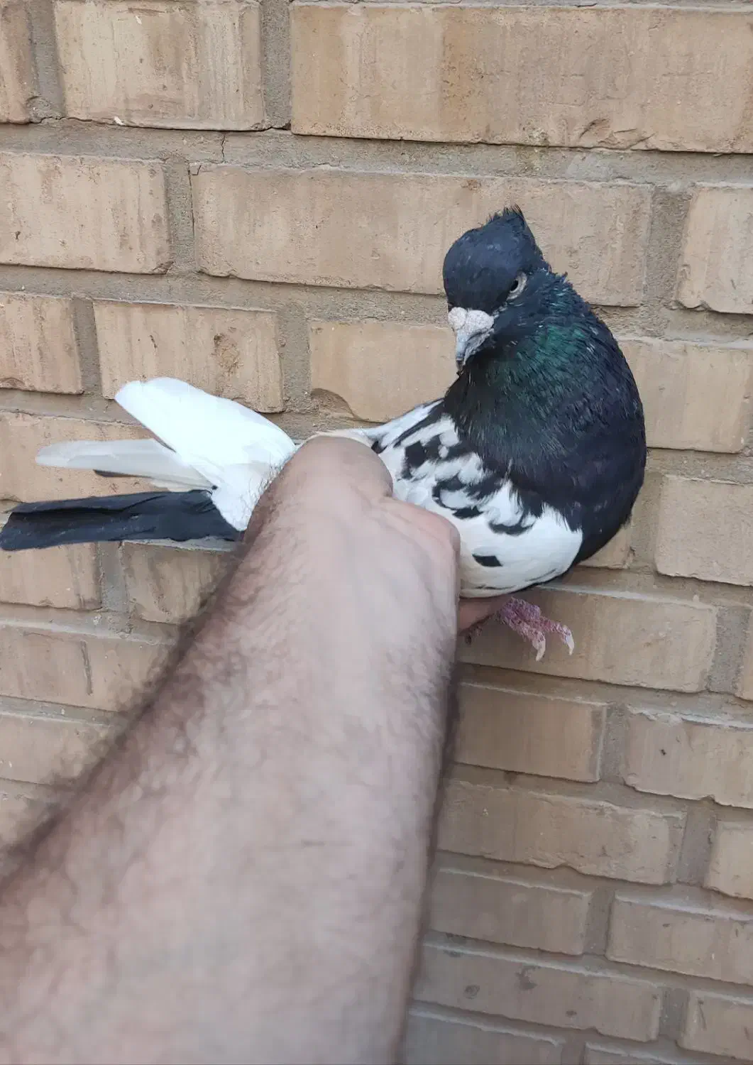 سینه سیاه درشت دوری|پرنده|اهواز, کیانپارس |دیوار