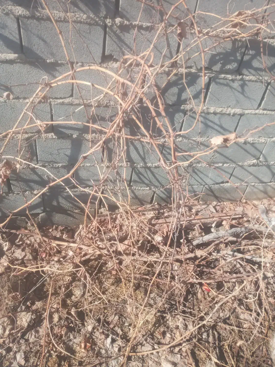 حرس درختان|خدمات باغبانی و درختکاری|شیروان (خراسان), |دیوار