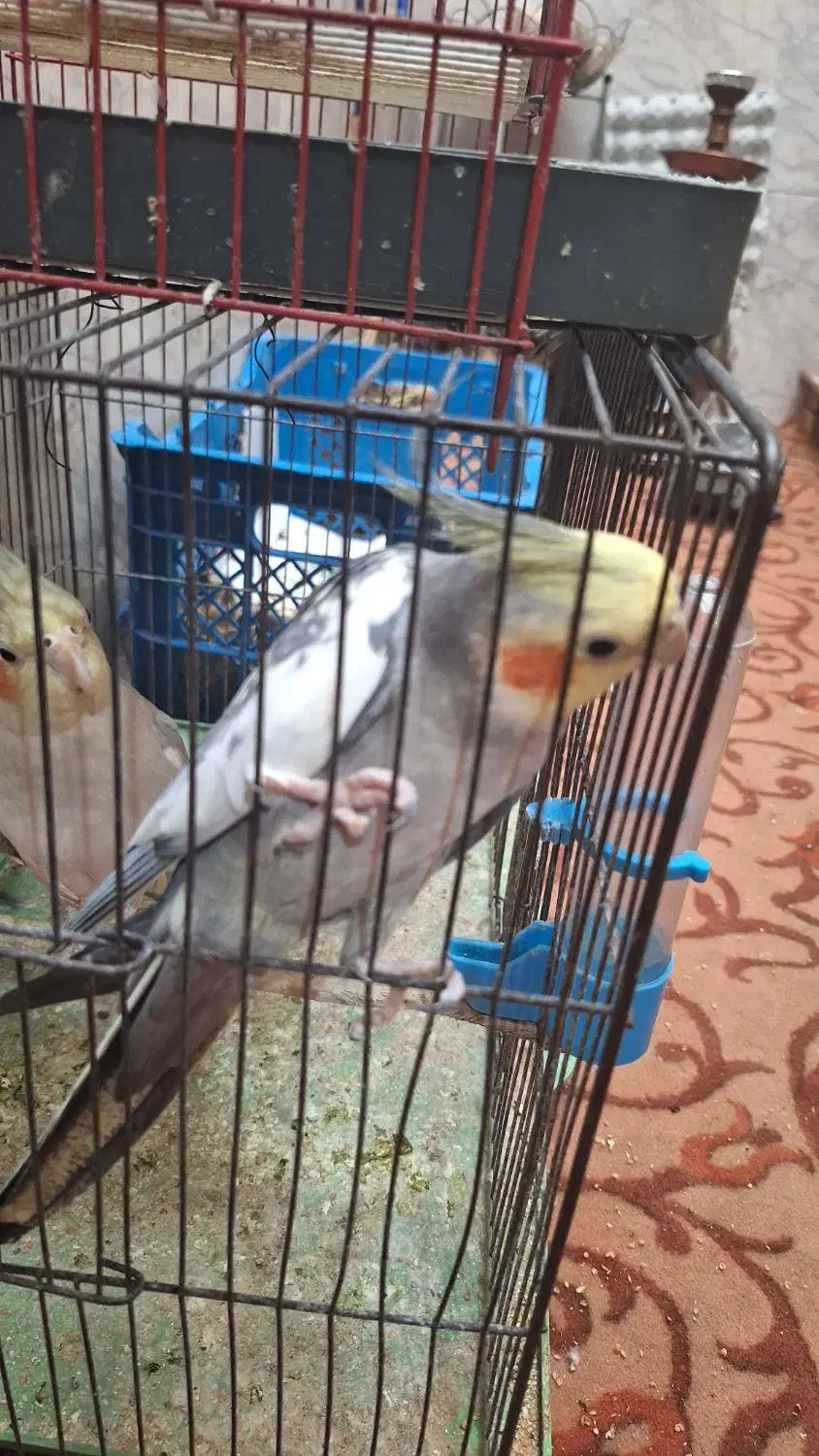 عروس هلندی|پرنده|بندر امام خمینی, |دیوار