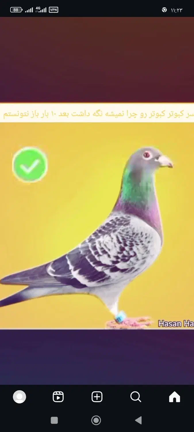 کبوتررفته|حیوانات|ارومیه, |دیوار