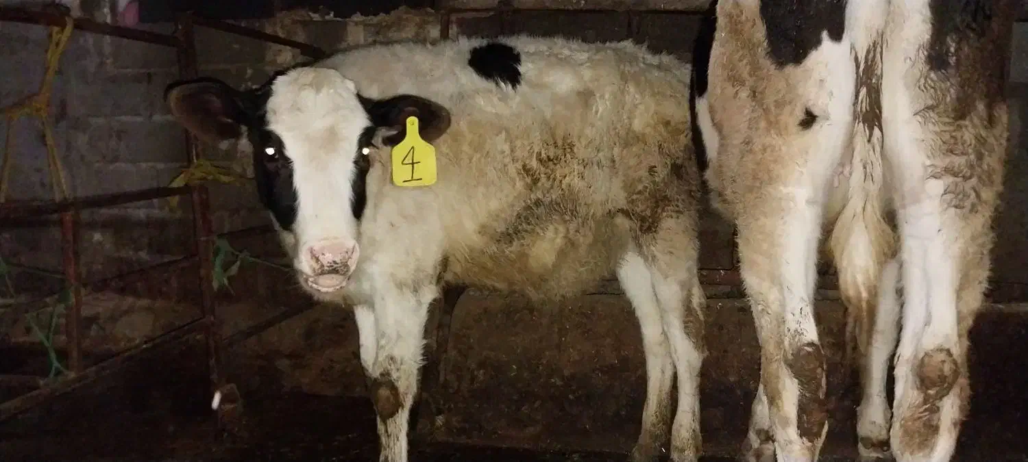 گوساله ماده|حیوانات مزرعه|دهگلان, |دیوار