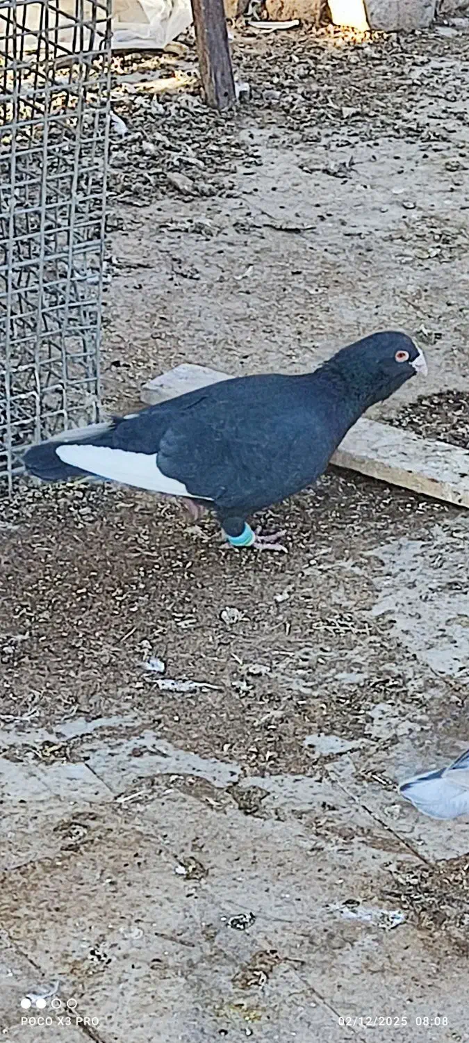 کبوتر قره|پرنده|زبرخان, |دیوار