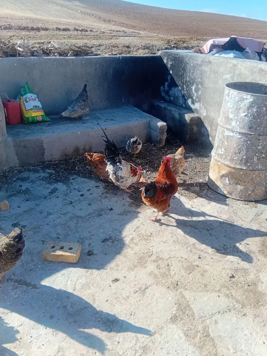 خروس|حیوانات مزرعه|ایجرود, |دیوار