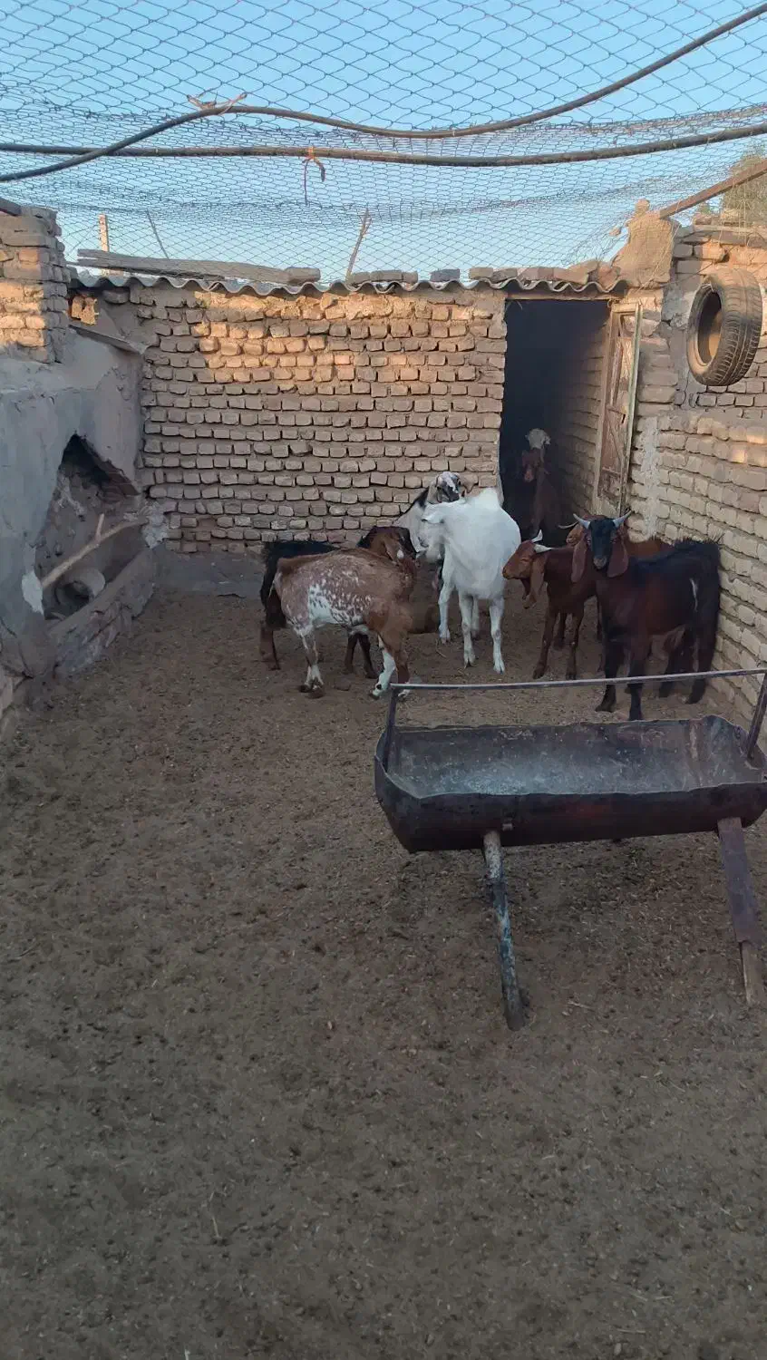 بزغاله نر|حیوانات مزرعه|آران و بیدگل, |دیوار