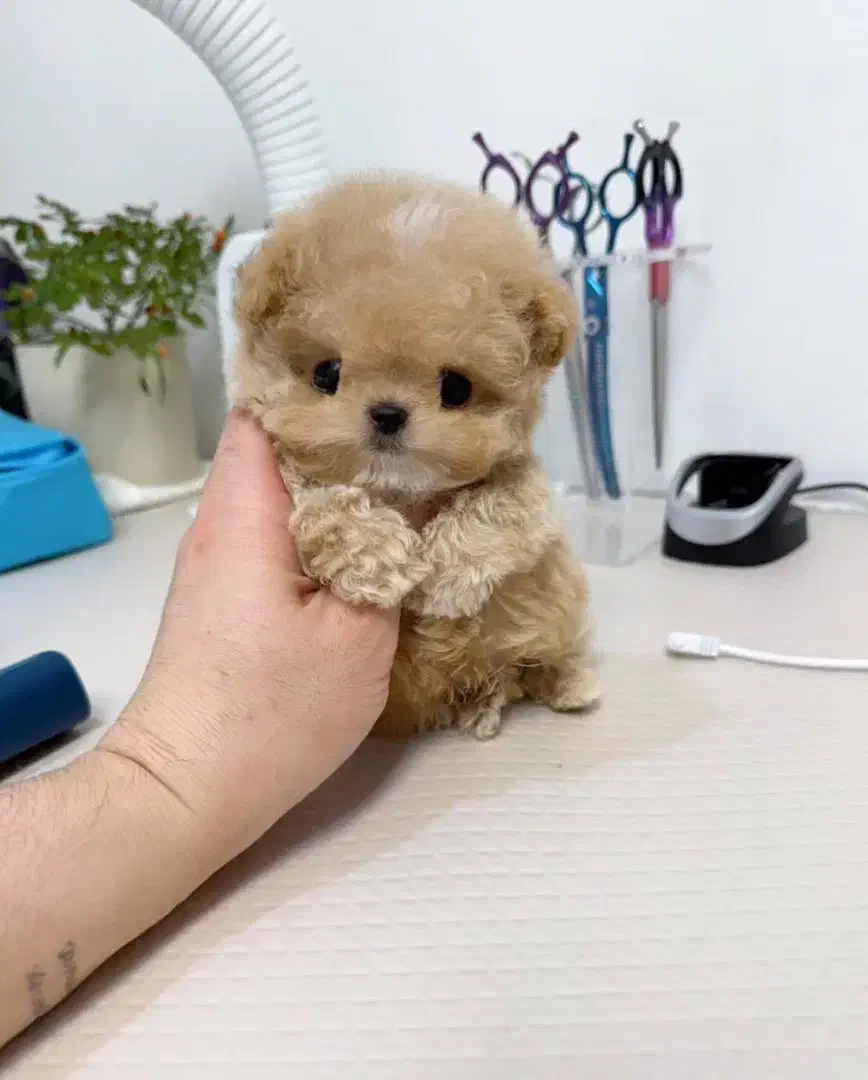 پودل کراس عروسکی|سگ|تهران, جنت‌آباد مرکزی|دیوار