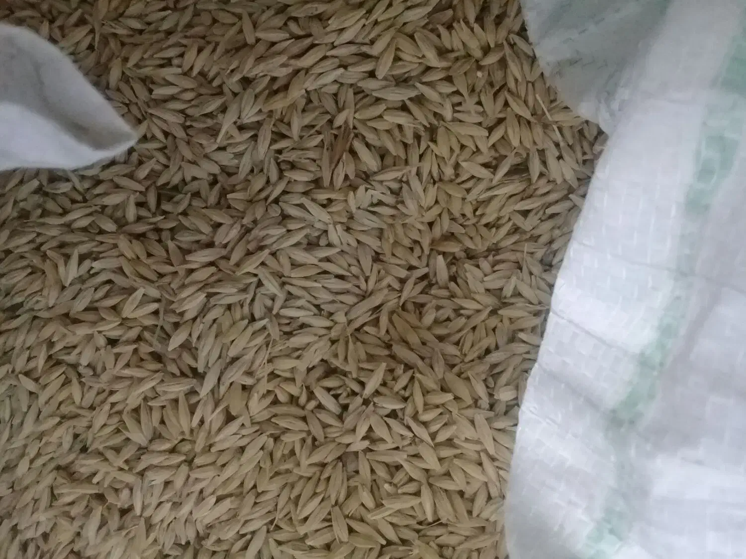 جو محلی|گل و گیاه طبیعی|مانه, |دیوار