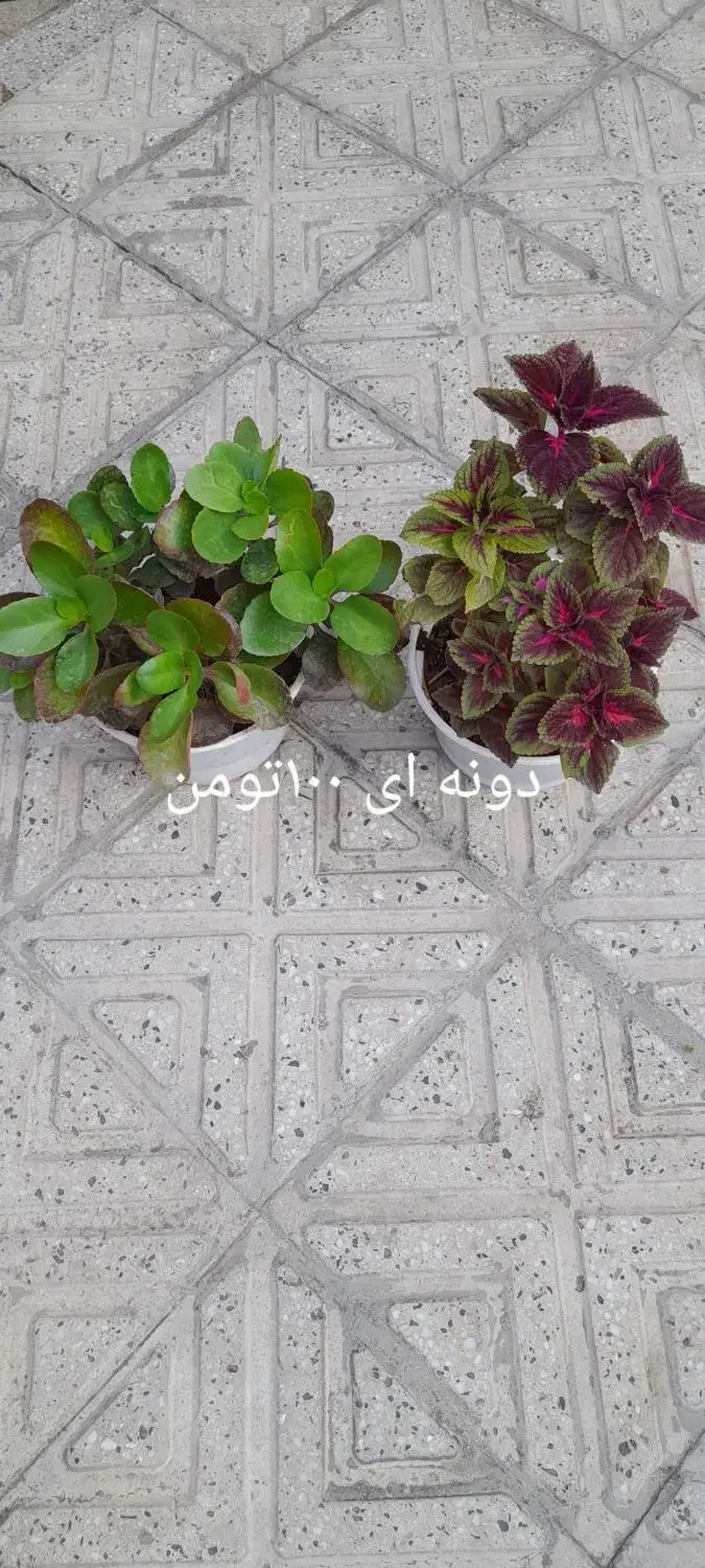 گل طبیعی|گل و گیاه طبیعی|خوی, |دیوار