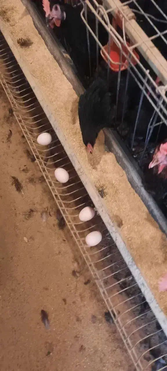 تخم مرغ بومی|خوردنی و آشامیدنی|کاشان, فاز ۲ ناجی آباد|دیوار