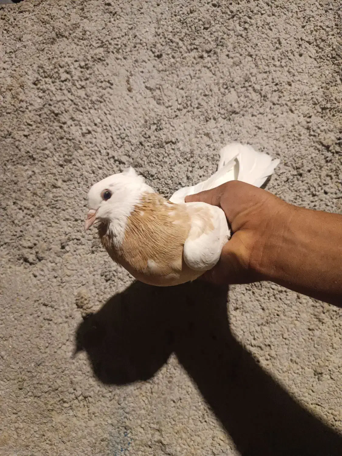 طوقی|پرنده|سیوان, |دیوار