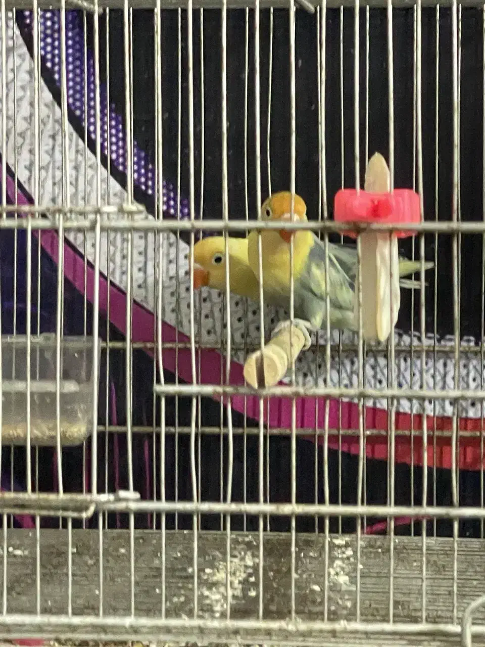 کوتوله پاربلومولد تضمینی|پرنده|بابل, |دیوار