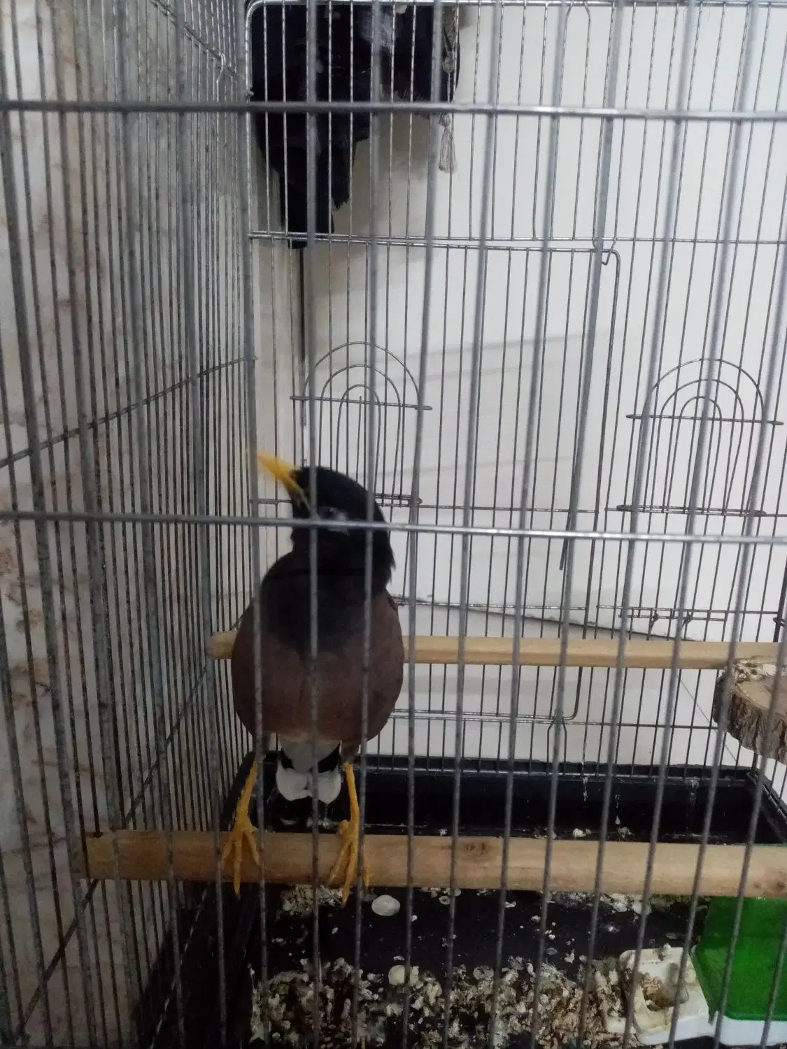 مینا سخنگو 2 ساله|پرنده|مشهد, خواجه ربیع|دیوار