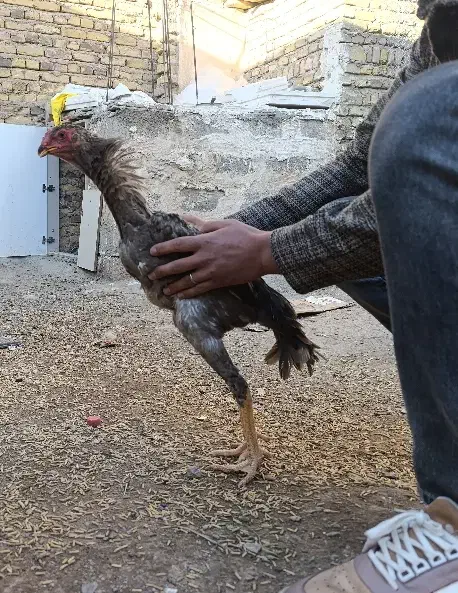 خروس اوشامو|حیوانات مزرعه|هریس, |دیوار