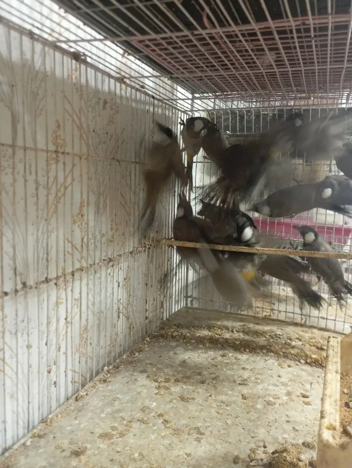 بلدرچین از جوجه تا مولد موجود|پرنده|رشت, علی آباد|دیوار