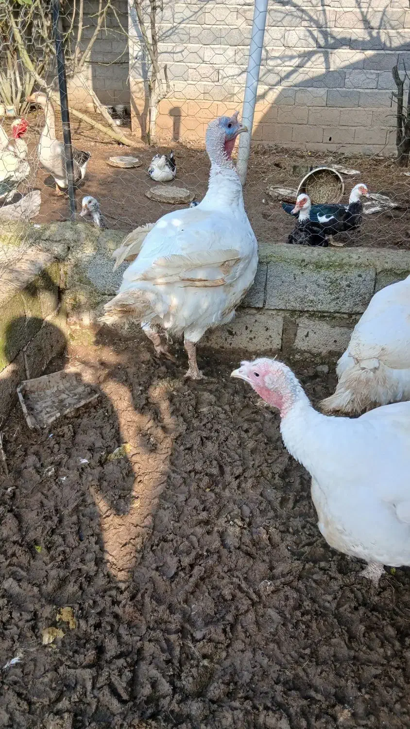 بوقلمون و اردک اسرائیلی و قاز ارگانیک|حیوانات مزرعه|آستانه اشرفیه, |دیوار