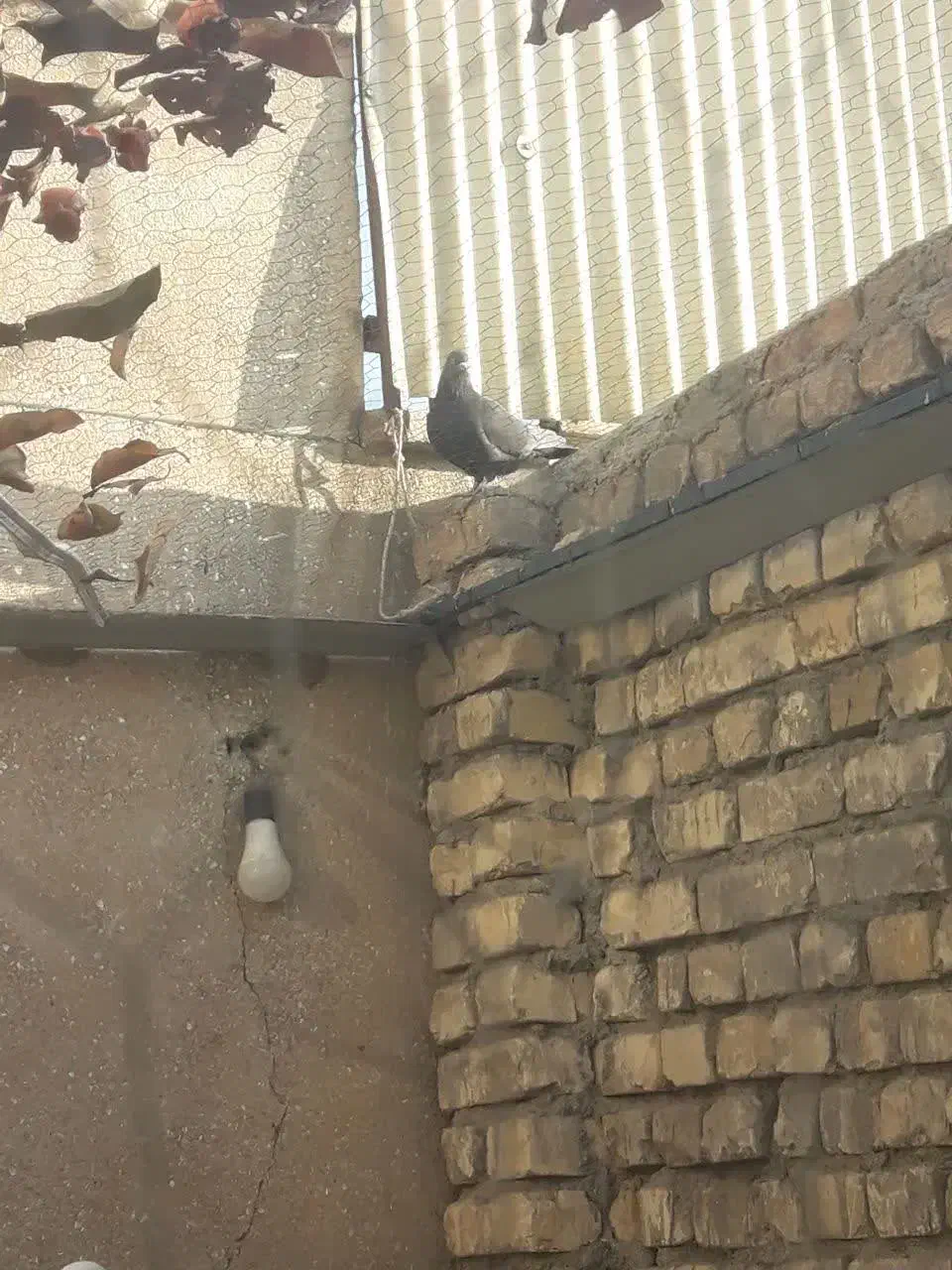 کبوتر پرشی|پرنده|فولادشهر, فولادشهر|دیوار