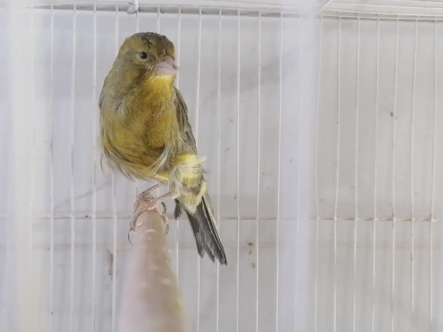 پرنده|پرنده|بیرجند, |دیوار