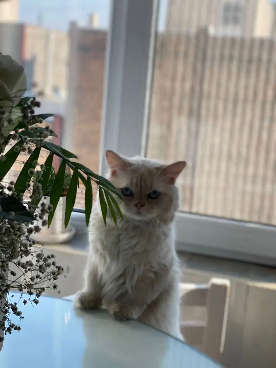 گربه نر پرشین هیمالیا (فروشی)|گربه|تبریز, |دیوار