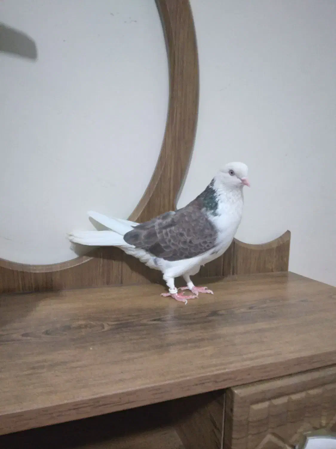 ی جفت کفتر آس|پرنده|قرچک, شهرک طلائیه|دیوار