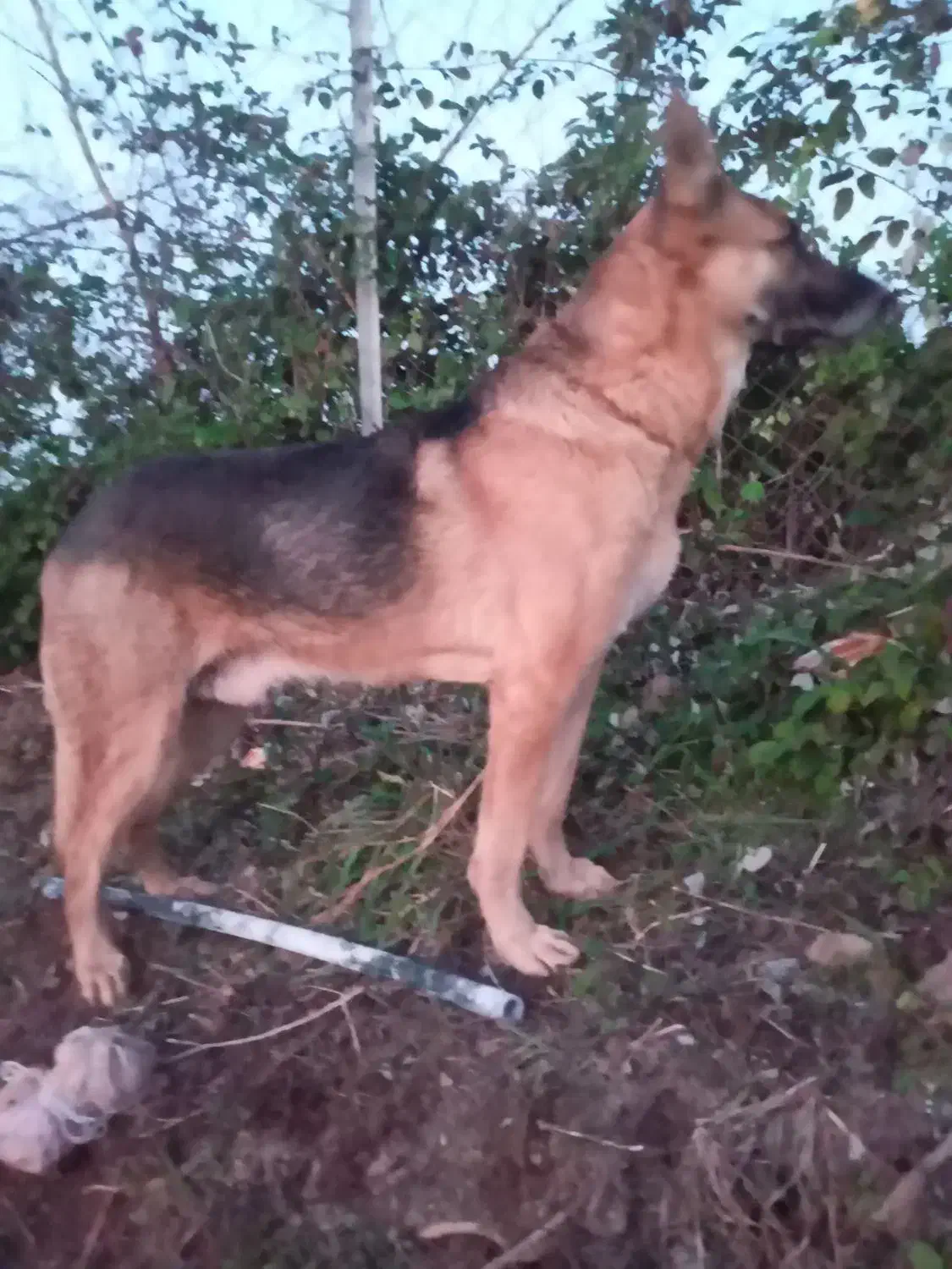 واگذاری توله سگ‌ ژرمن ِشیپرد اصیل|سگ|مرزیکلا, |دیوار