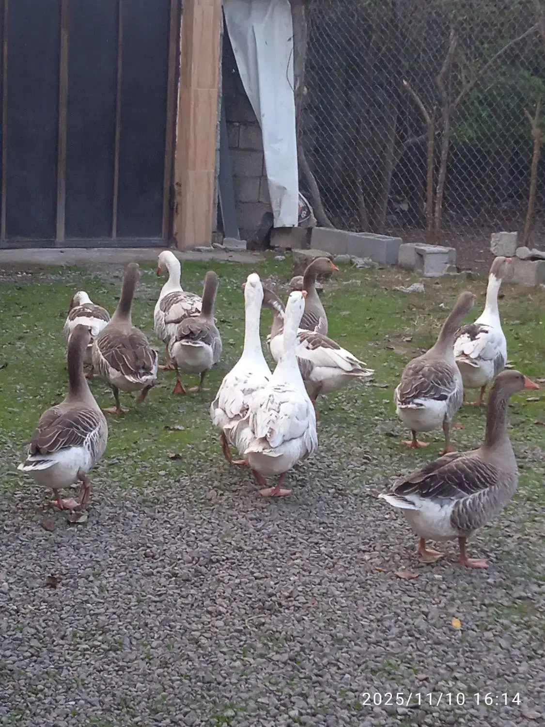 غاز چاق و تپل|حیوانات مزرعه|خمام, |دیوار