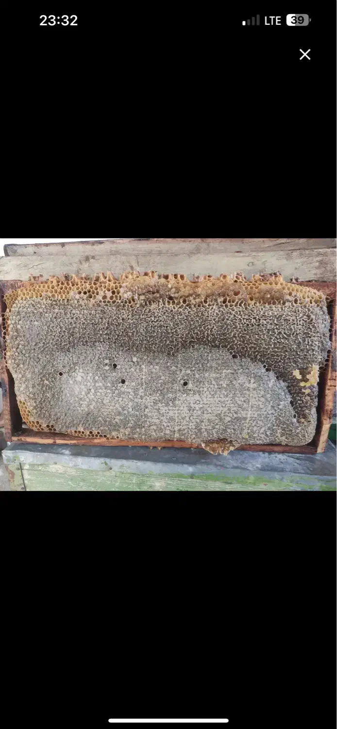 عسل طبیعی|خوردنی و آشامیدنی|نقده, |دیوار