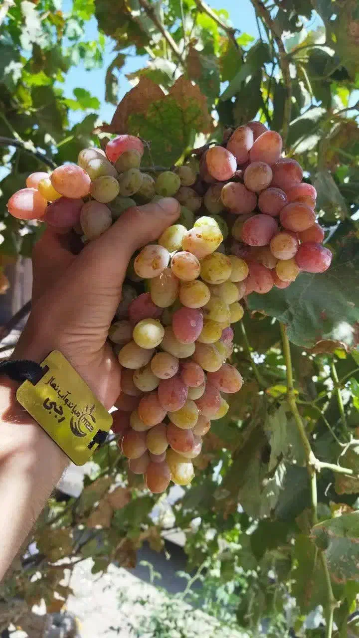 پیش فروش نهال انگور صاحبی لیبل دار|خدمات باغبانی و درختکاری|آرمرده, |دیوار