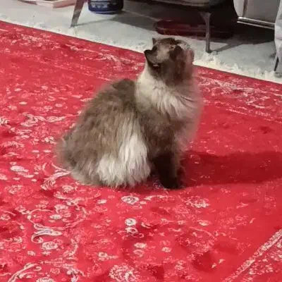 گربه بازیگوش نژاد همالیین|گربه|امیدیه, |دیوار