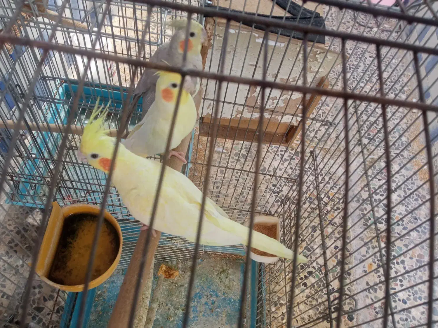 عروس هلندی|پرنده|دهلران, |دیوار