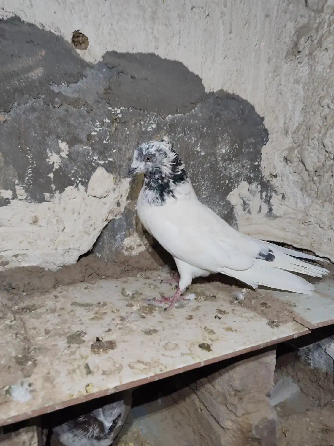 کفتر معاوضه با سگ|پرنده|نوبران, |دیوار