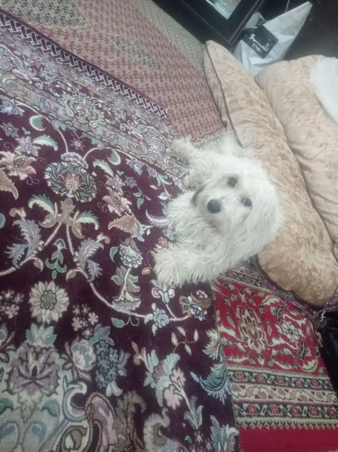 سگ تلیرل|سگ|یزد, |دیوار