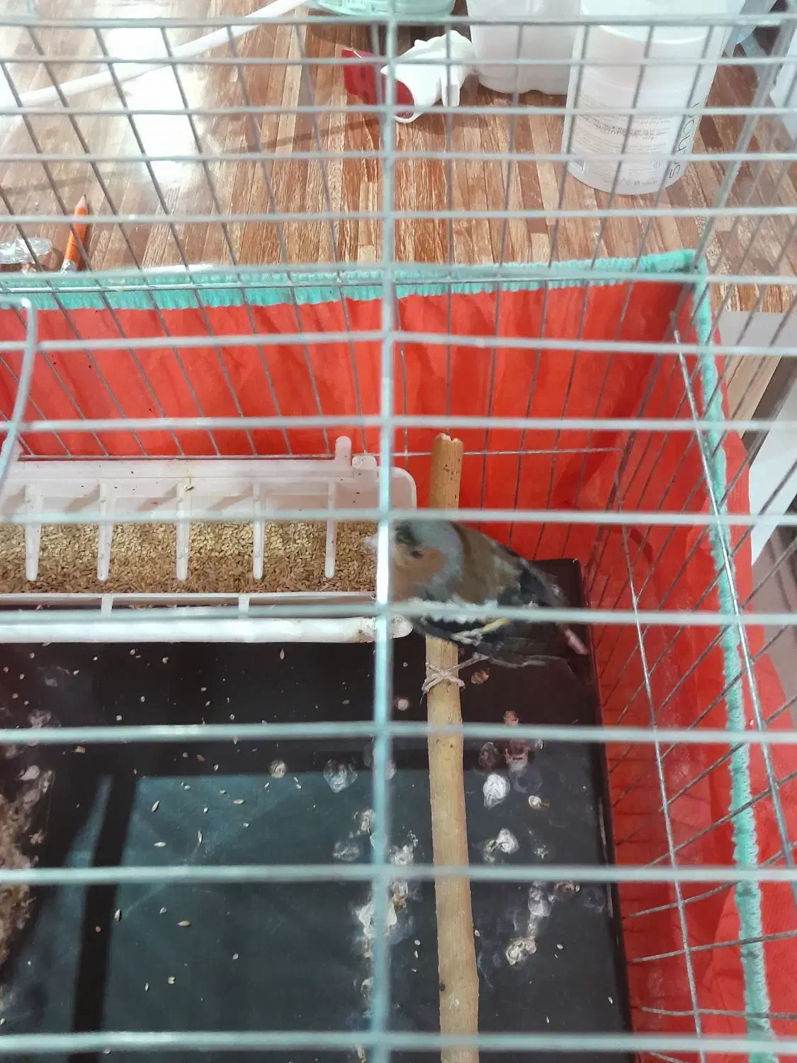 سهره نر جوجه سال ریزه خون|پرنده|تهران, هاشمی|دیوار