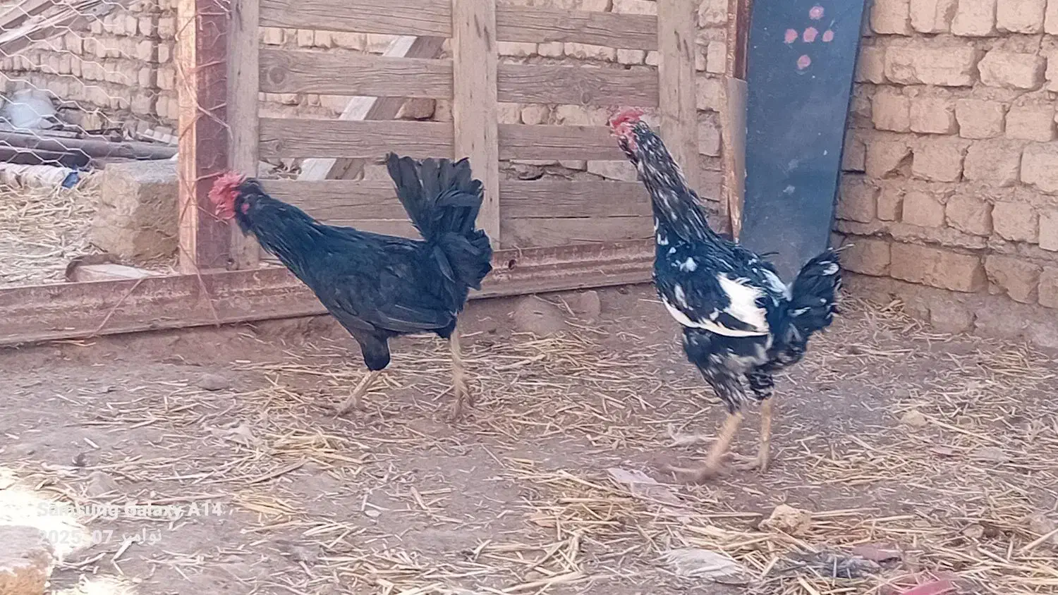 خروس گلین قوغاز سفید نر|حیوانات مزرعه|قزوین, |دیوار