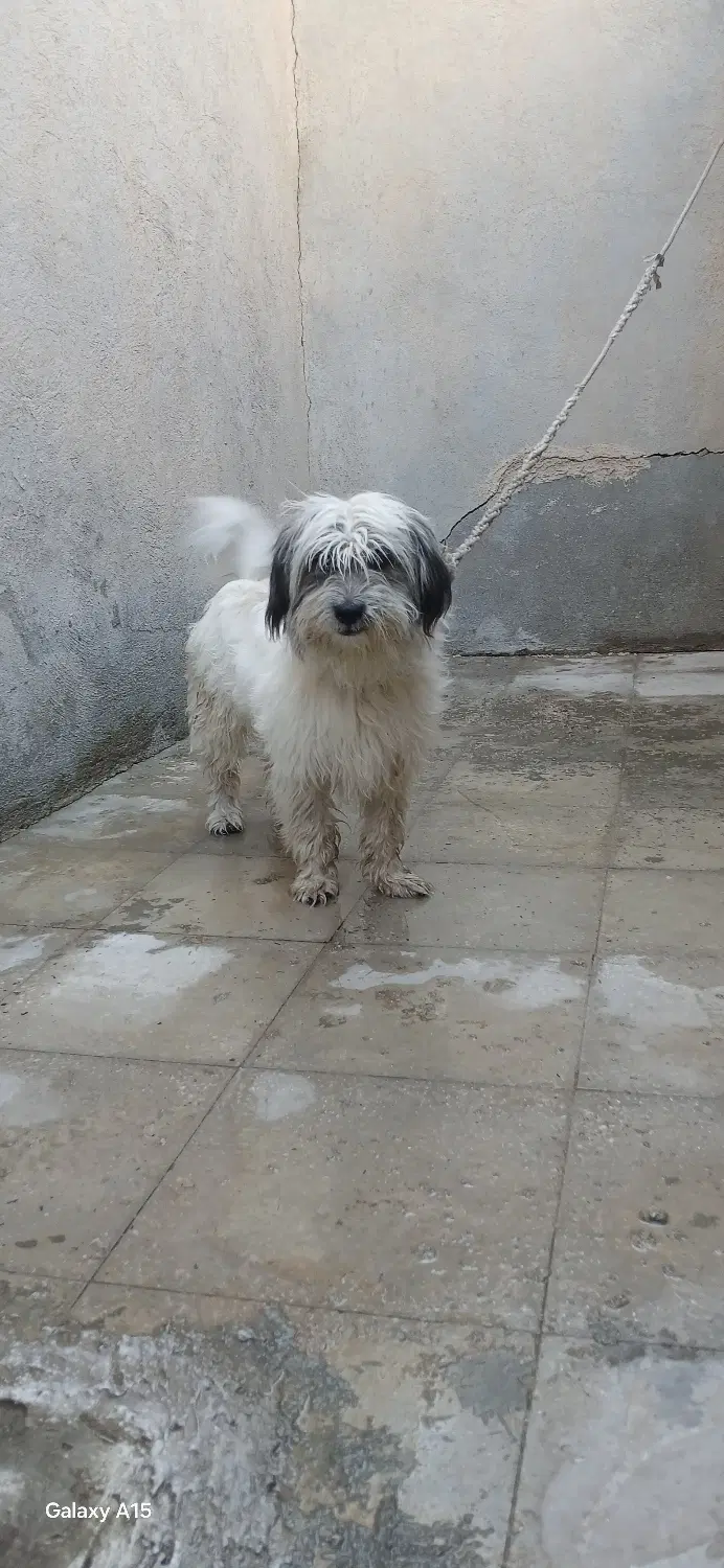 جسی|سگ|کوهبنان, |دیوار