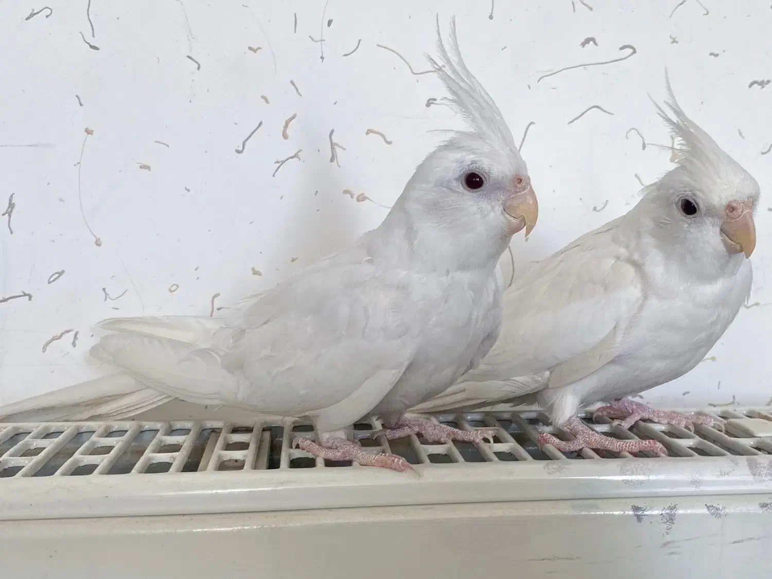 عروس هلندی آلبینو|پرنده|شیروان (خراسان), |دیوار