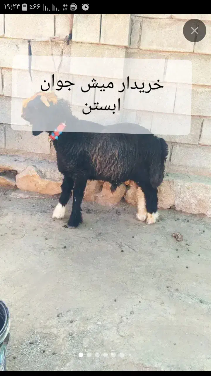 میش جوان آبستن|حیوانات مزرعه|گتوند, |دیوار
