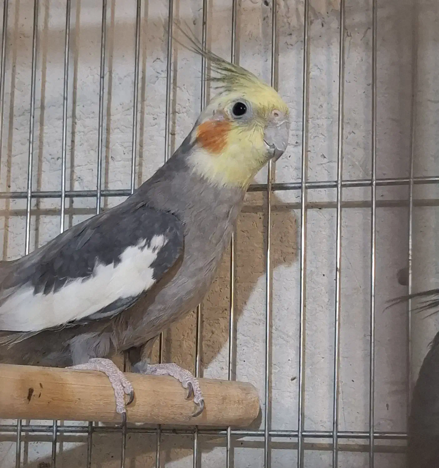 فروش عروس هلندی نر بالغ|پرنده|کاشان, فین بزرگ|دیوار