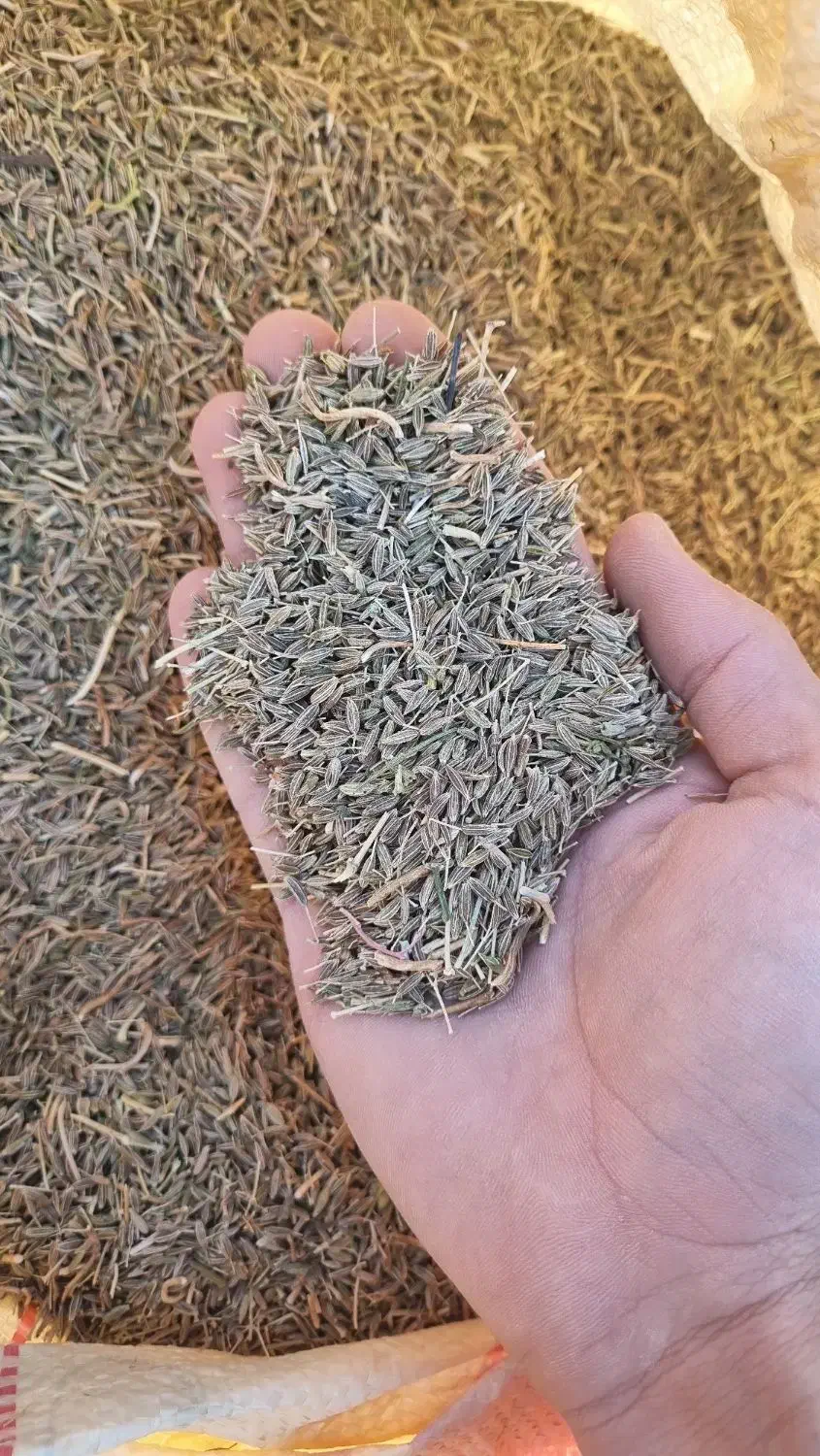 بذر کرابیه درجه یک|خوردنی و آشامیدنی|پائین جام, |دیوار