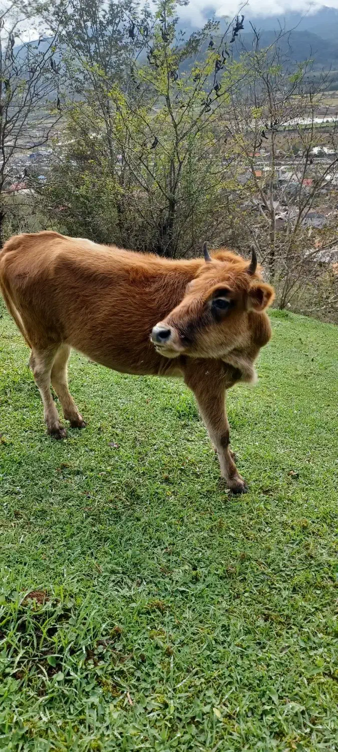 گاو|حیوانات مزرعه|سنگر, |دیوار