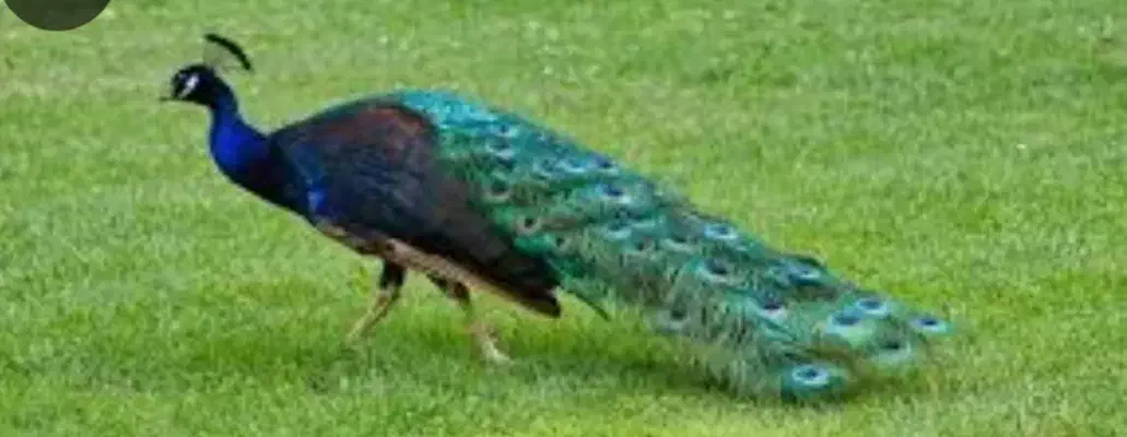 طاووس|حیوانات مزرعه|اسکو, |دیوار