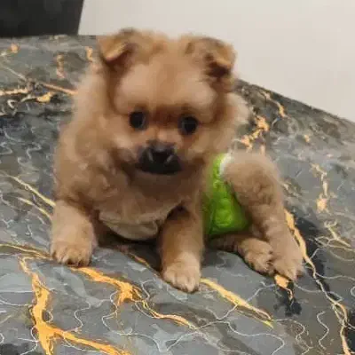 پامرین|سگ|کرج, اصفهانی‌ها|دیوار