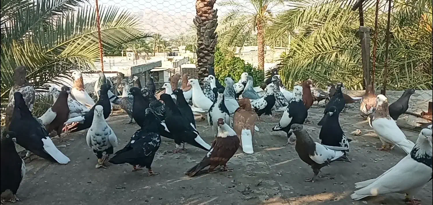 بهبهانی و شهری نرو ماده|پرنده|شیراز, بازار|دیوار