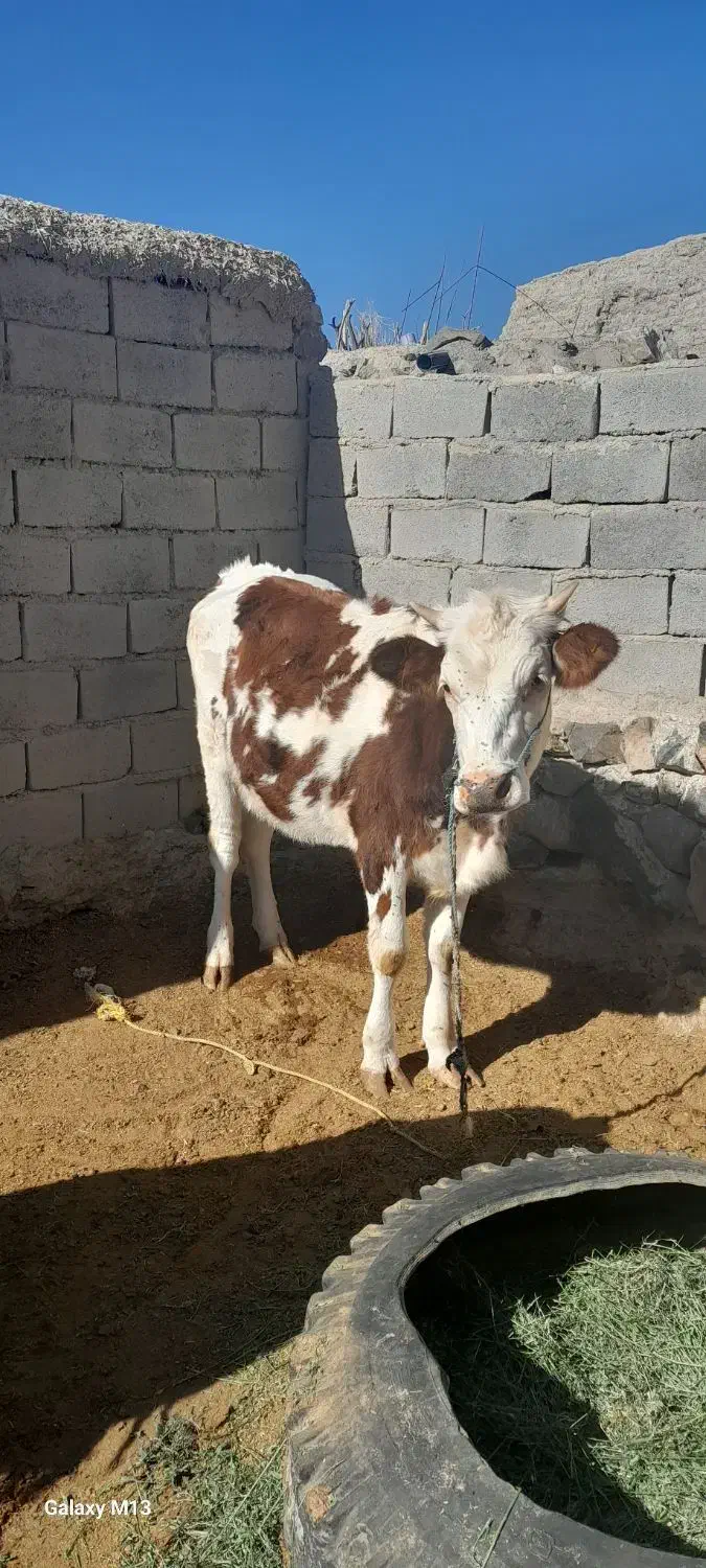 گاوفروشی|حیوانات مزرعه|اسفندقه, |دیوار