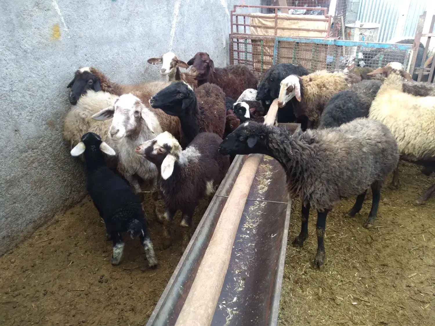 میش بره دار|حیوانات مزرعه|خنداب, |دیوار